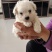 鹿犬，法斗，比熊