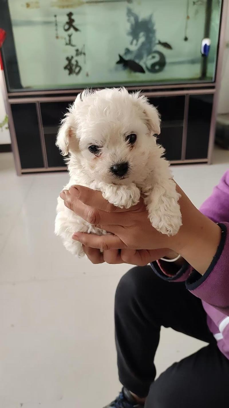 鹿犬，法斗，比熊