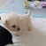 鹿犬，法斗，比熊