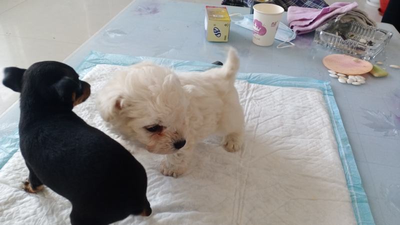 鹿犬，法斗，比熊