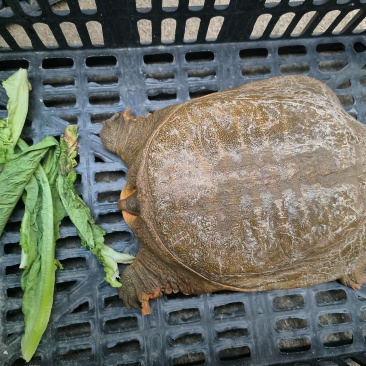 甲鱼