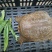 甲鱼