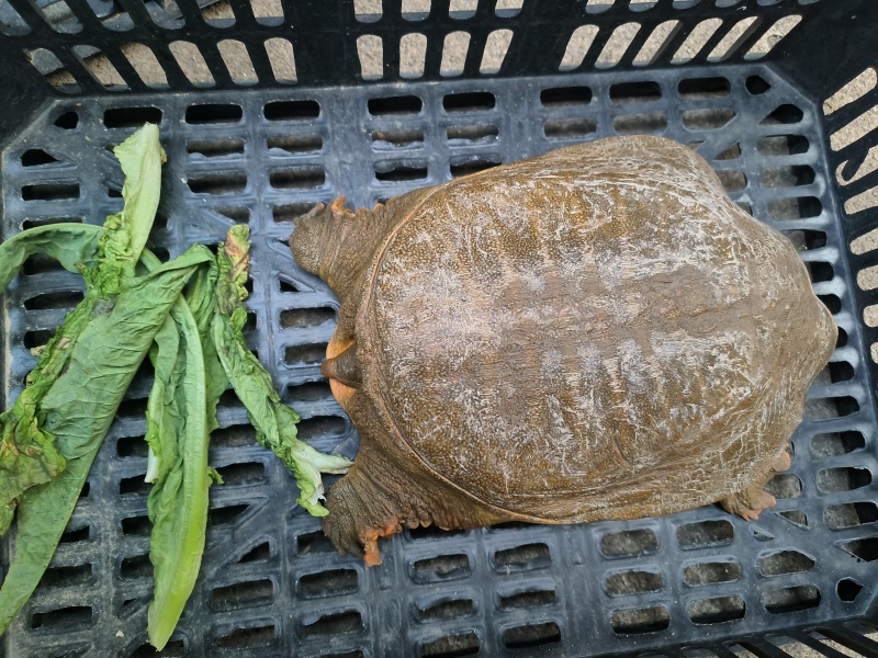 甲鱼