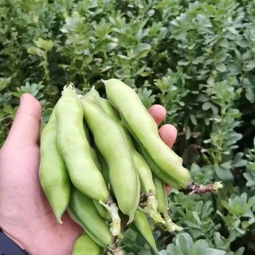 绿蚕豆10吨