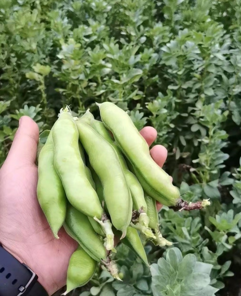 绿蚕豆10吨