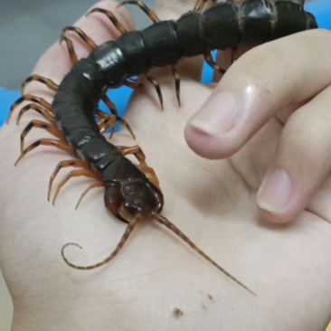 蜈蚣