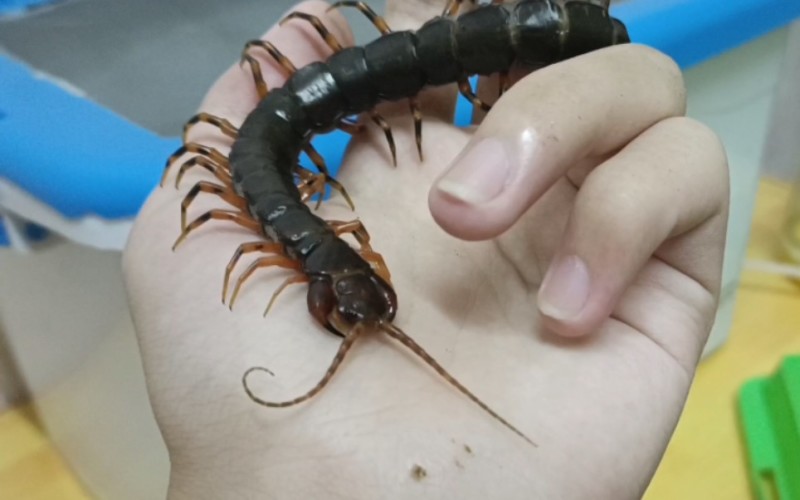 蜈蚣