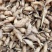 双肾草，双肾参种苗可种植