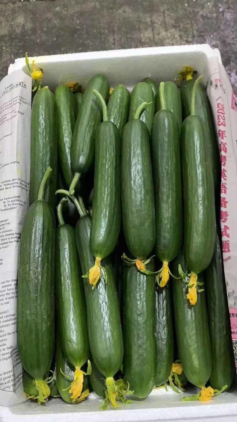 小青瓜