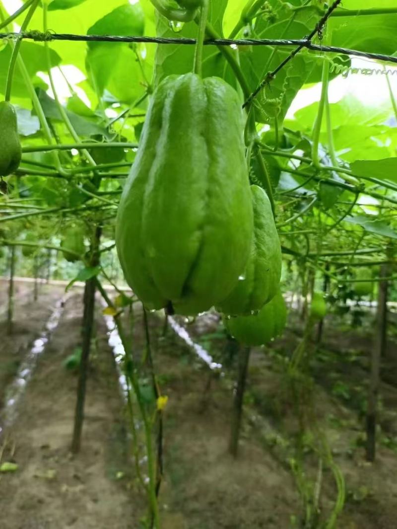 佛手瓜