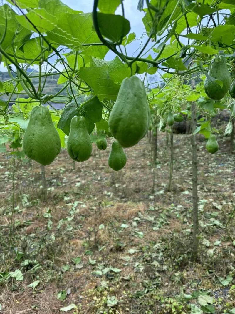 佛手瓜