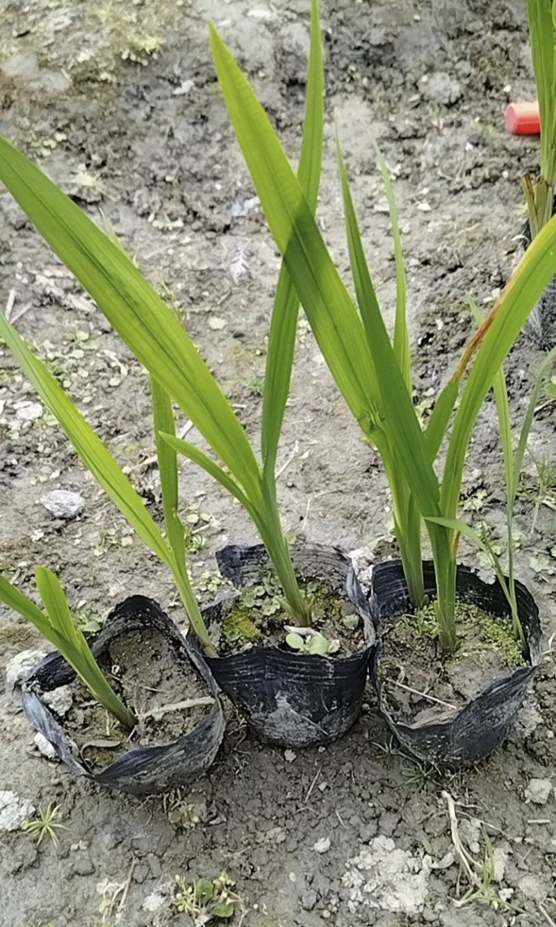 火星花容器苗，高度25-30，冠幅20左右，各种规格大量出售