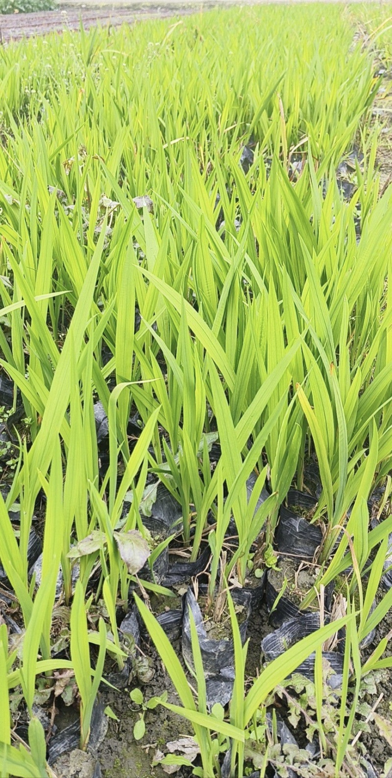 火星花容器苗，高度25-30，冠幅20左右，各种规格大量出售