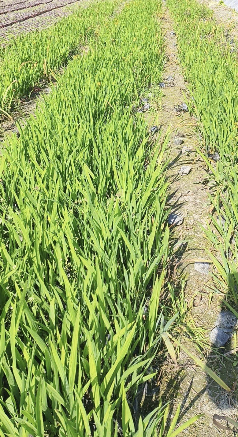 火星花容器苗，高度25-30，冠幅20左右，各种规格大量出售