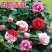 带花苞五色赤丹山茶花树苗盆栽室外庭院内耐寒好养浓香型四季开花