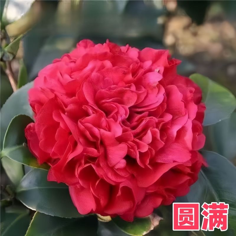 带花苞五色赤丹山茶花树苗盆栽室外庭院内耐寒好养浓香型四季开花