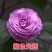 带花苞五色赤丹山茶花树苗盆栽室外庭院内耐寒好养浓香型四季开花