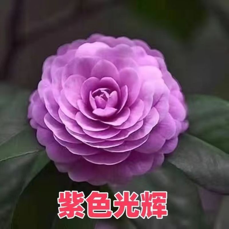 带花苞五色赤丹山茶花树苗盆栽室外庭院内耐寒好养浓香型四季开花
