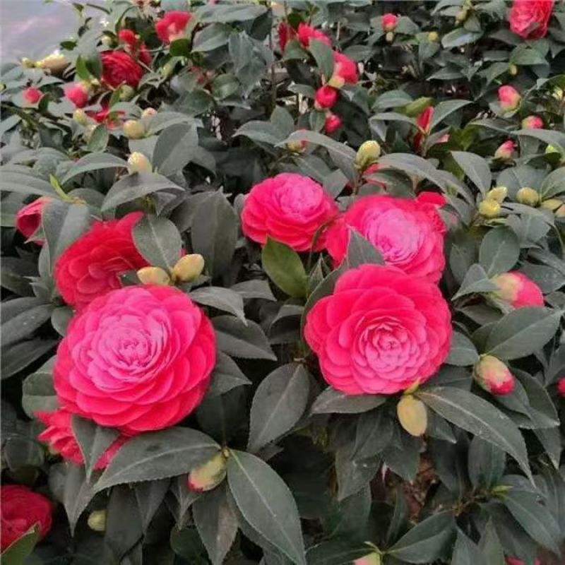 带花苞五色赤丹山茶花树苗盆栽室外庭院内耐寒好养浓香型四季开花