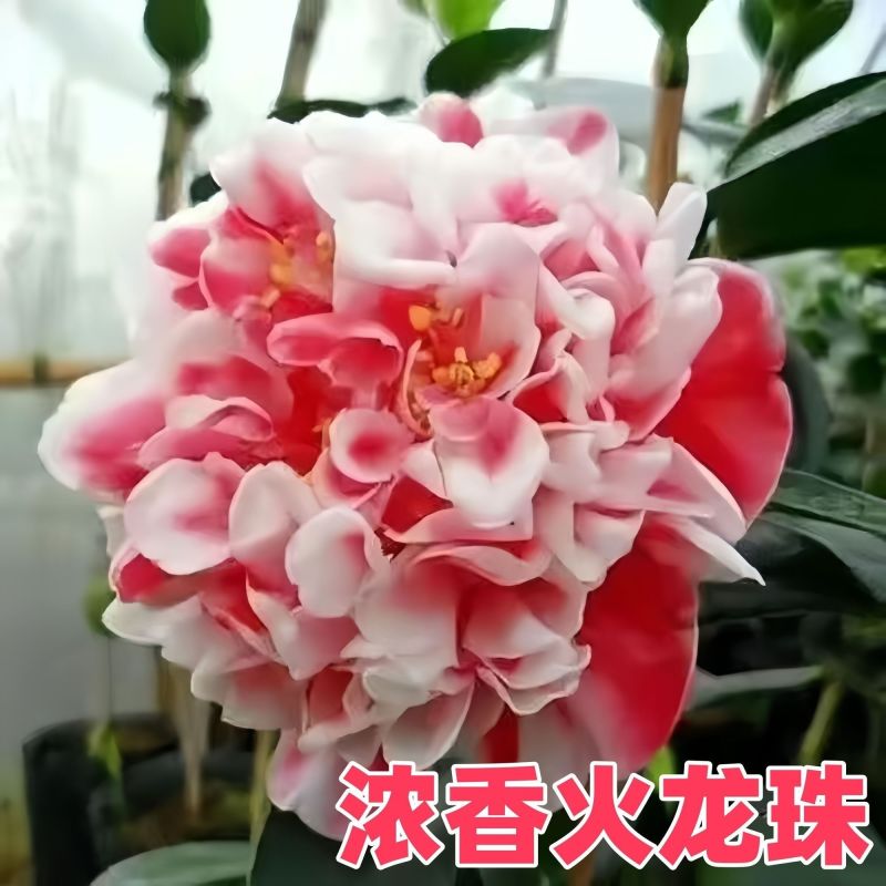 带花苞五色赤丹山茶花树苗盆栽室外庭院内耐寒好养浓香型四季开花