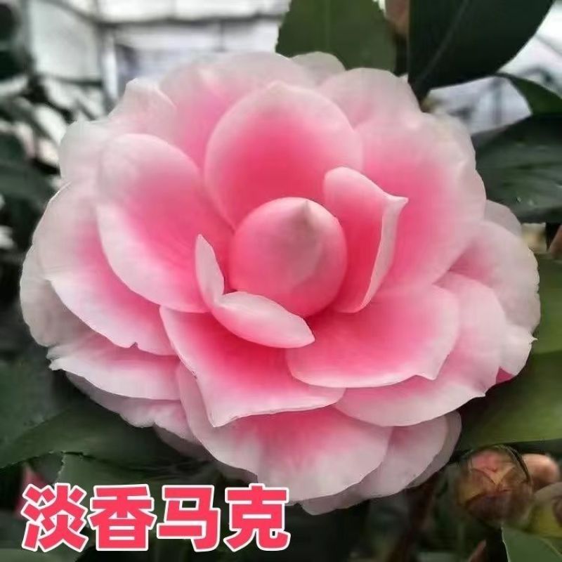 带花苞五色赤丹山茶花树苗盆栽室外庭院内耐寒好养浓香型四季开花