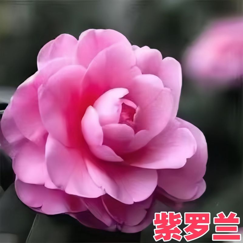 带花苞五色赤丹山茶花树苗盆栽室外庭院内耐寒好养浓香型四季开花