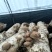 香菇大量上市，鲜香菇200亩基地，量大质优。