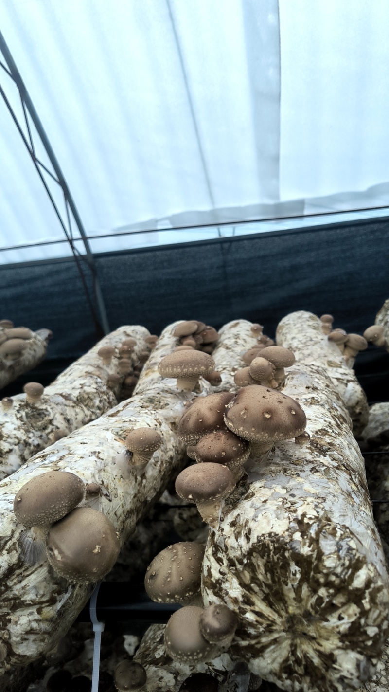 香菇大量上市，鲜香菇200亩基地，量大质优。