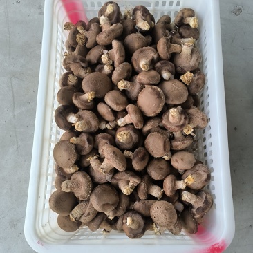 香菇大量上市，鲜香菇200亩基地，量大质优。