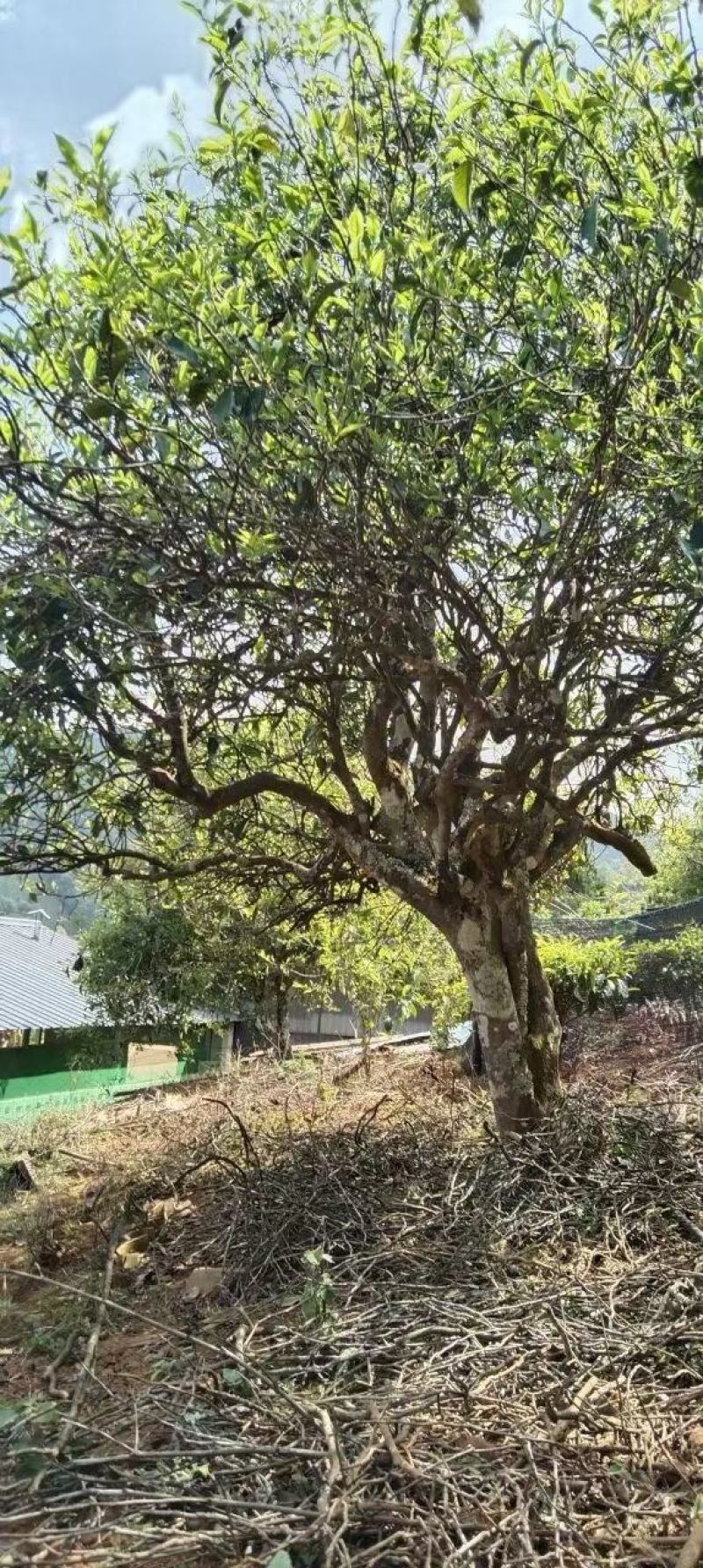 古树茶饼（2019年陈茶）