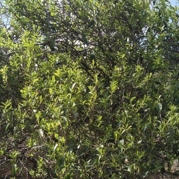 古树茶饼（2019年陈茶）
