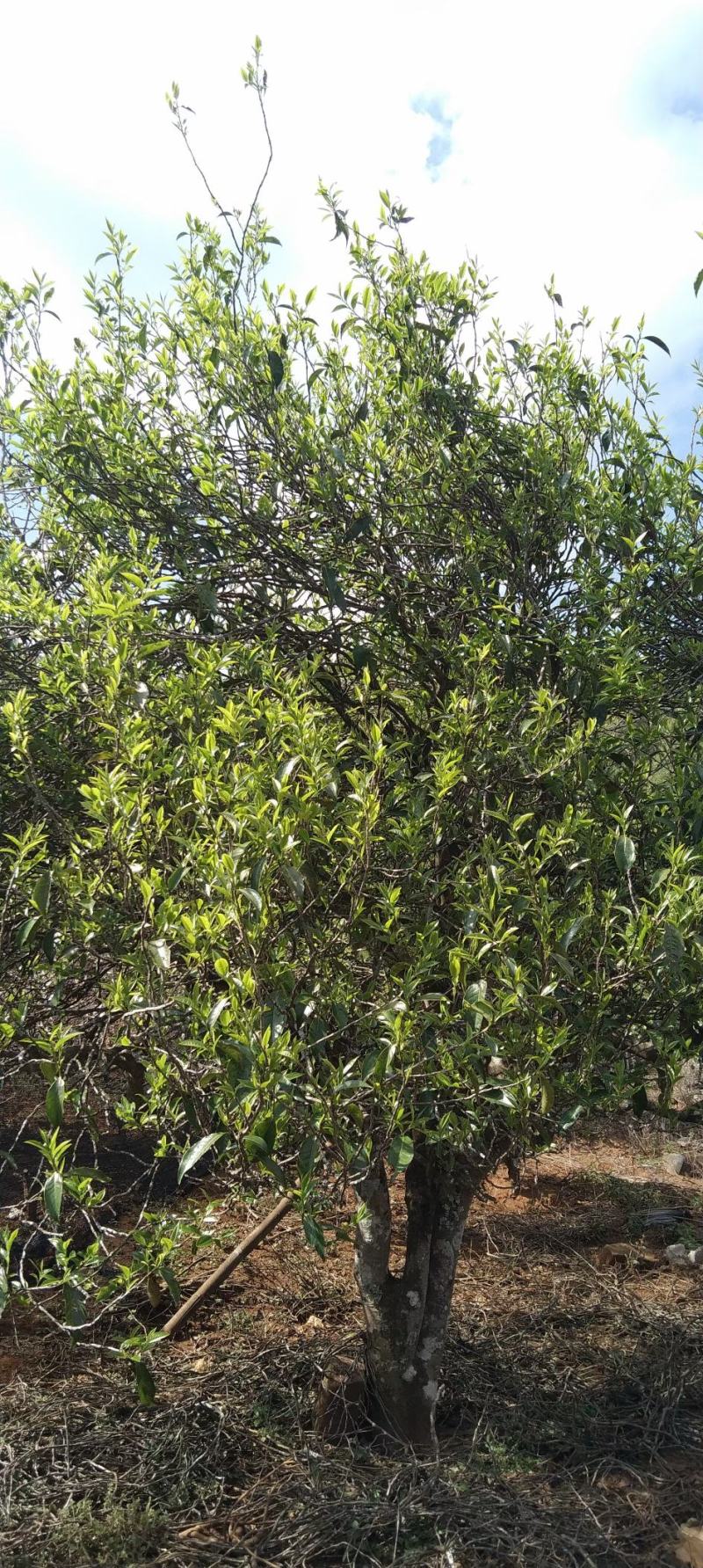 古树茶饼（2019年陈茶）