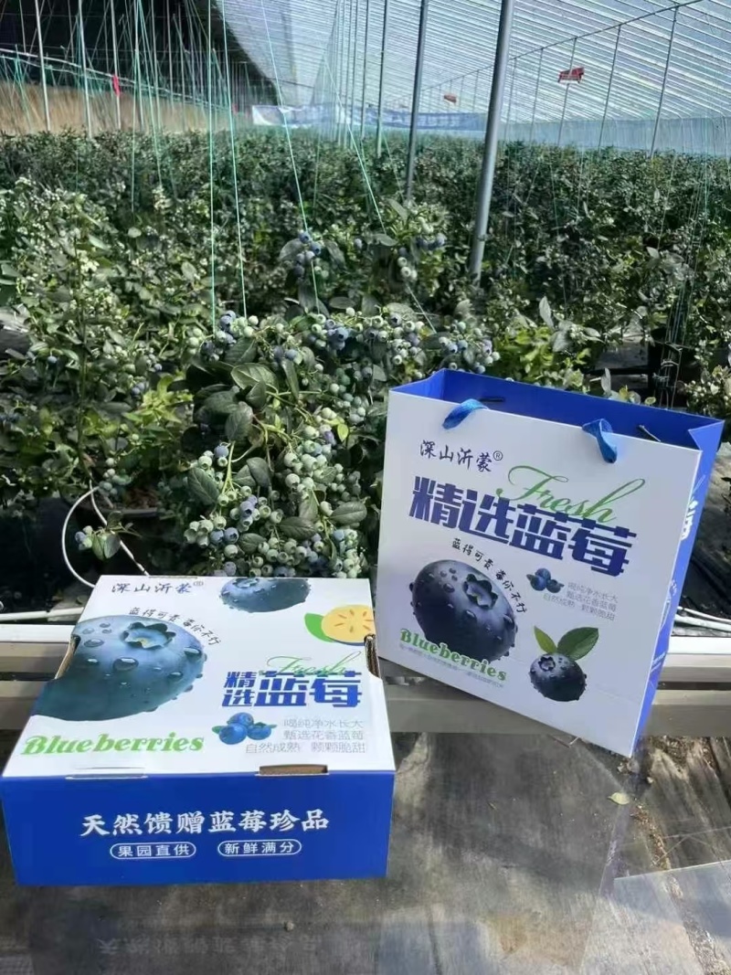 山东沂水县杨庄镇蓝莓百亩大棚蓝莓批发市场代收代办电商代发