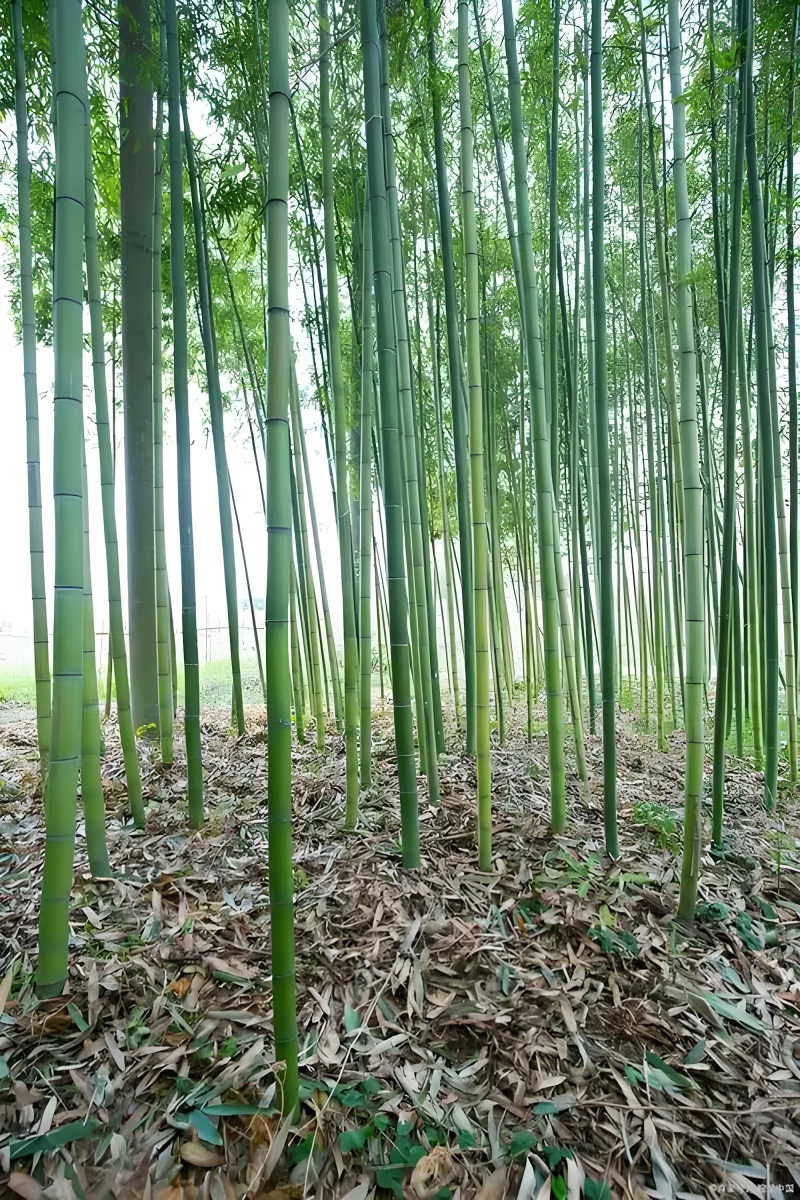 竹子