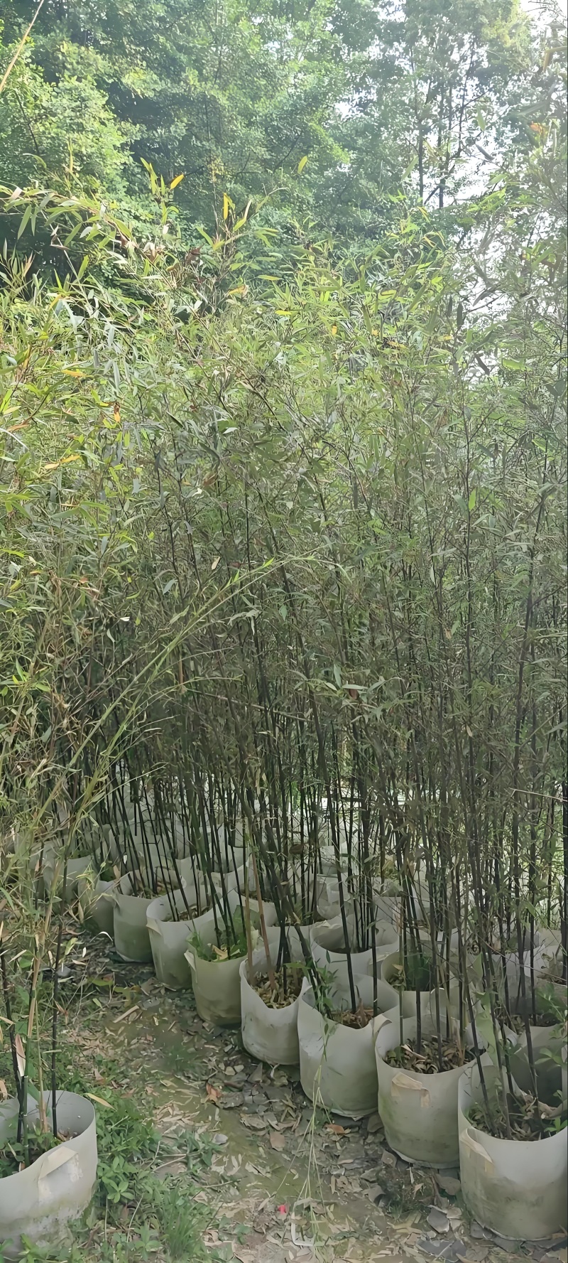 竹子