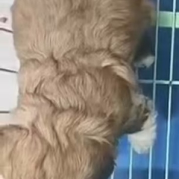 小宠物狗