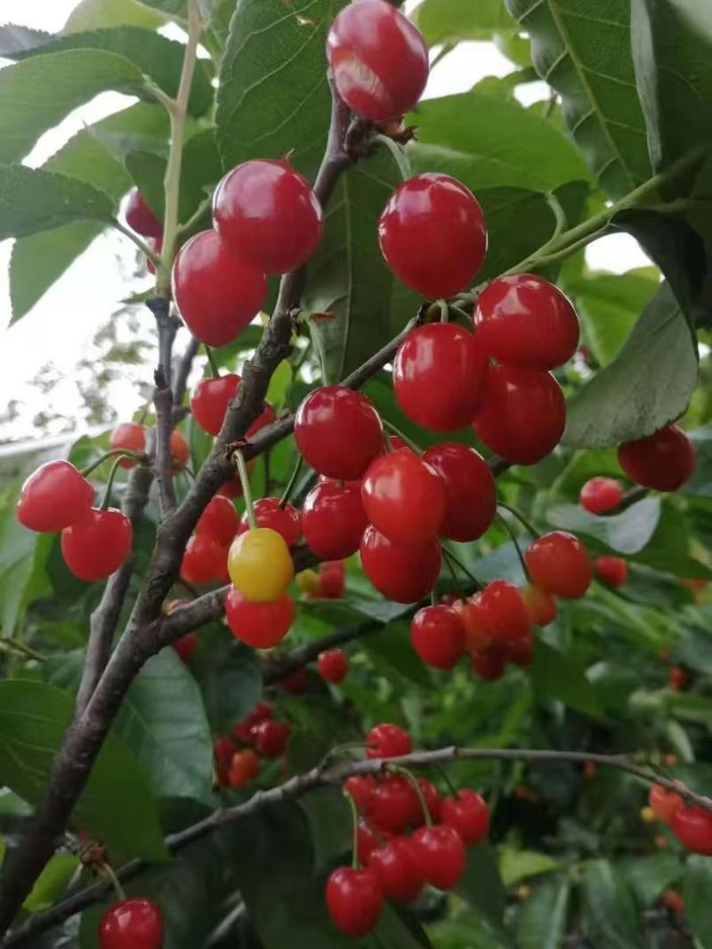 玛瑙红樱桃