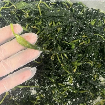 海带苖