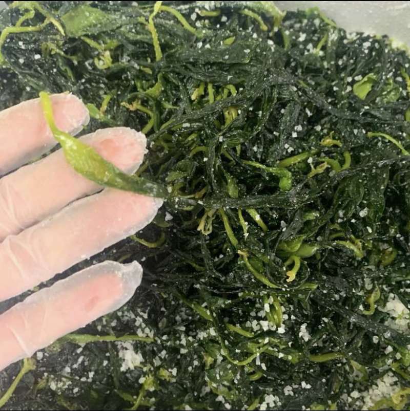 海带苖