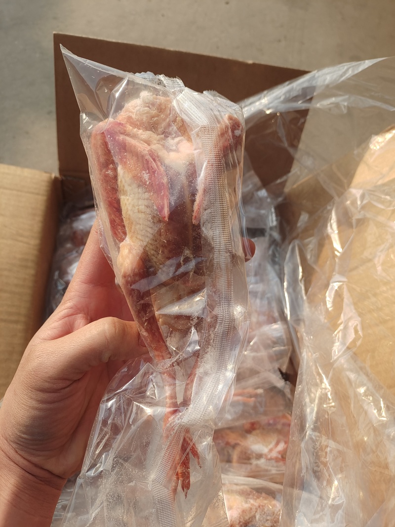 鸽子各规格，有货需要的可以联系我