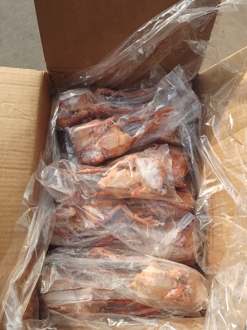 鸽子各规格，有货需要的可以联系我