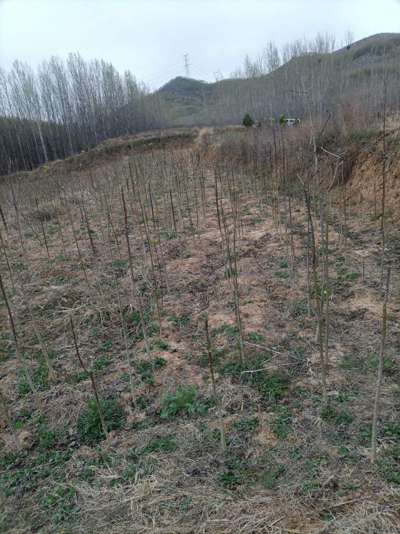 山桐子树苗
