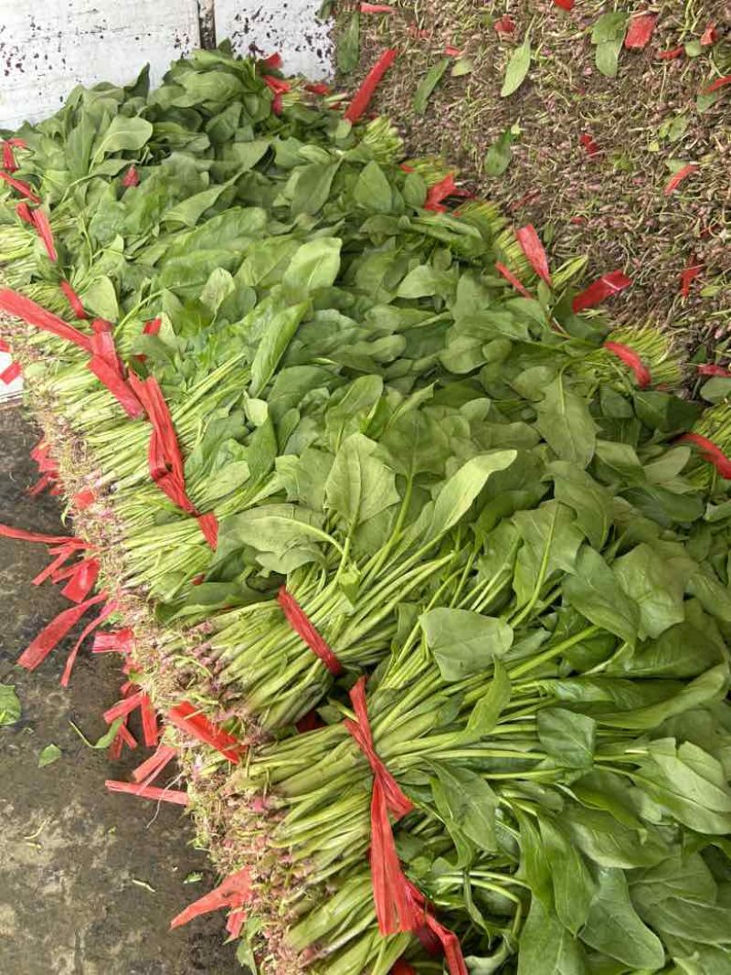 精品大杆菠菜