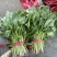 精品大杆菠菜