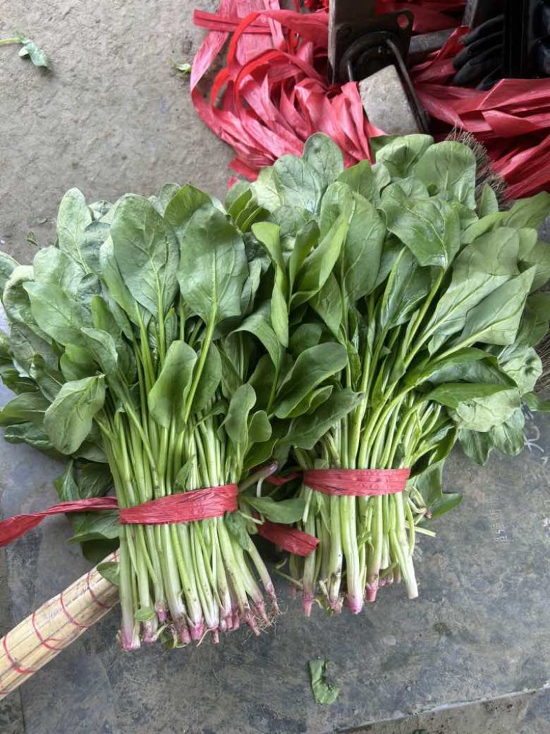 精品大杆菠菜