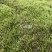 苔藓
