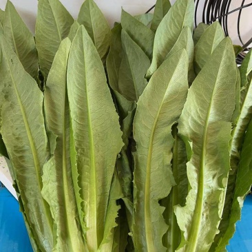 精品油麦菜