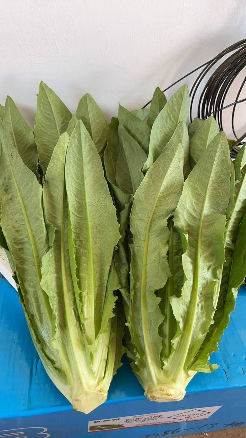 精品油麦菜