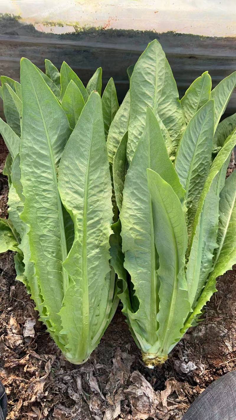 精品油麦菜