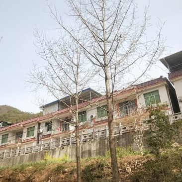 银杏树，大树